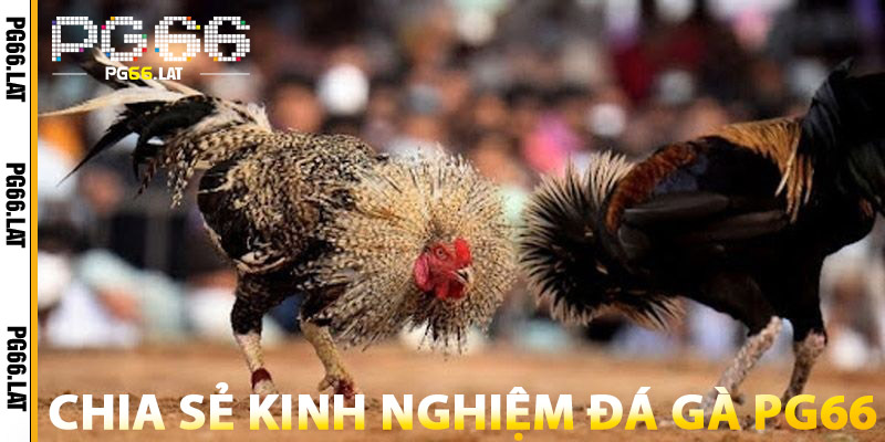 Chia Sẻ Kinh Nghiệm Đá Gà PG66