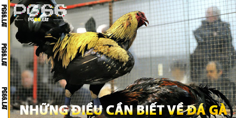 Những Điều Cần Biết Về Đá Gà PG66